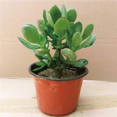 玉树盆栽玉树盆栽植物老桩多肉掌厚脸皮室内客厅绿植花卉玉树