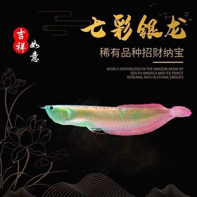 新品中上层七彩银龙鱼金龙鱼红龙鱼大型热带观赏鱼活鱼红眼黄化银
