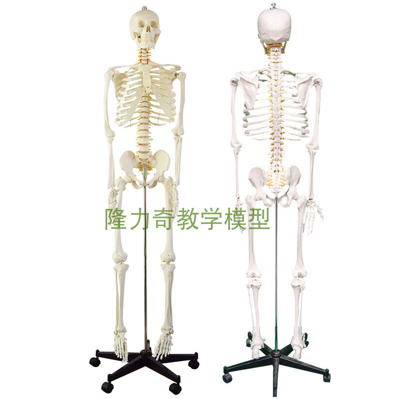 极速170CM人体骨骼模型人体一比一比例骨架模型1:1比例骨骼模型1