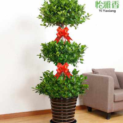 长沙开业盆栽金钱榕盆栽客厅大型摇钱树三层盆栽乔迁送礼净化空o