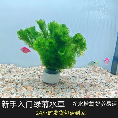 鱼缸水草活体绿菊新手好养耐活