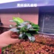 绿孔雀榕小水榕水草小盆栽新手易养室内鱼缸造景植物