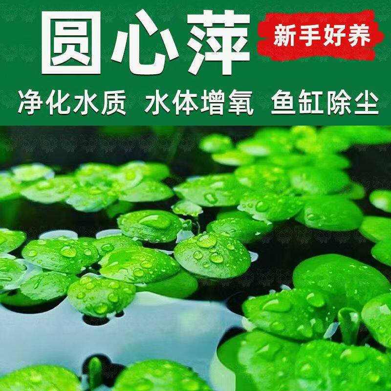 圆心萍浮萍净化水质水培绿植庭院办公室鱼虾龟缸造景增氧漂浮水草