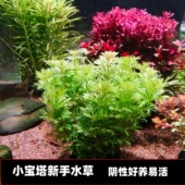 小宝塔坨草鱼缸造景阴性水草懒人植物坨基新手好养活真水草
