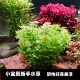 小宝塔坨草鱼缸造景阴性水草懒人植物坨基新手好养活真水草