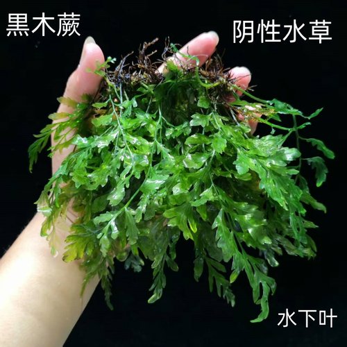 黑木蕨丹麦细叶铁皇冠鱼缸水草