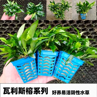 瓦利斯迷你水榕新手懒人鱼缸草缸水草沉木造景