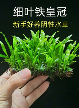 细叶铁皇冠新手鱼缸沉木造景皇冠水草植物淡水阴性好养水下叶真草