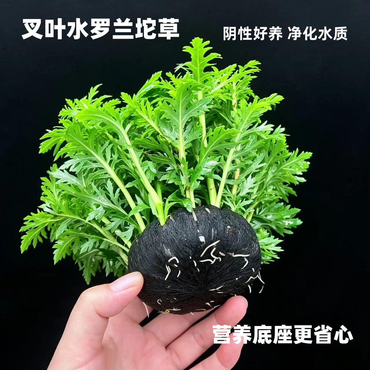 水罗兰坨草鱼缸造景阴性水草植物新手懒人净水增氧后景好养活真草