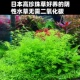 日本高珍珠草鱼缸草缸造景水下草前景中景后景阴性新手好养水草