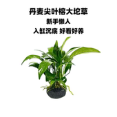 丹麦水榕坨草沉木阴性淡水草活体植物净化水质真水草新手鱼缸造景