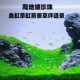 爬地矮珍珠鱼缸造景前景草阴性水草