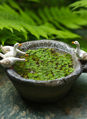 速发创意铜钱草水培植物花盆摆臼可爱小白鸭庭石件花园子院茶桌装