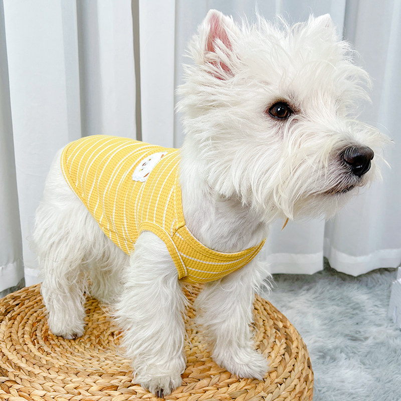 速发衣服猫咪背心小狗春熊夏季薄款泰迪小猫夏天幼犬