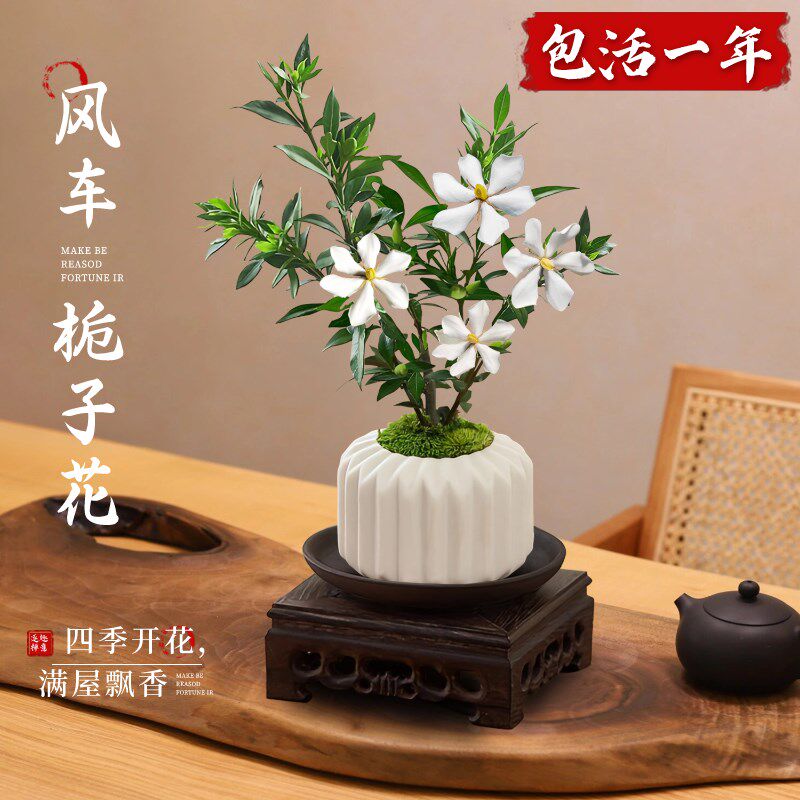 速发风内栀子花盆栽带花苞办公室车桌面绿植物四季好花中式盆景开