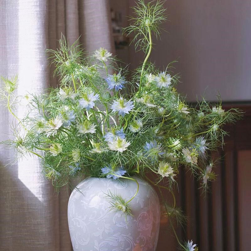 速发黑种草花束草南直发室内水培花卉家用插切配花配云鲜花花