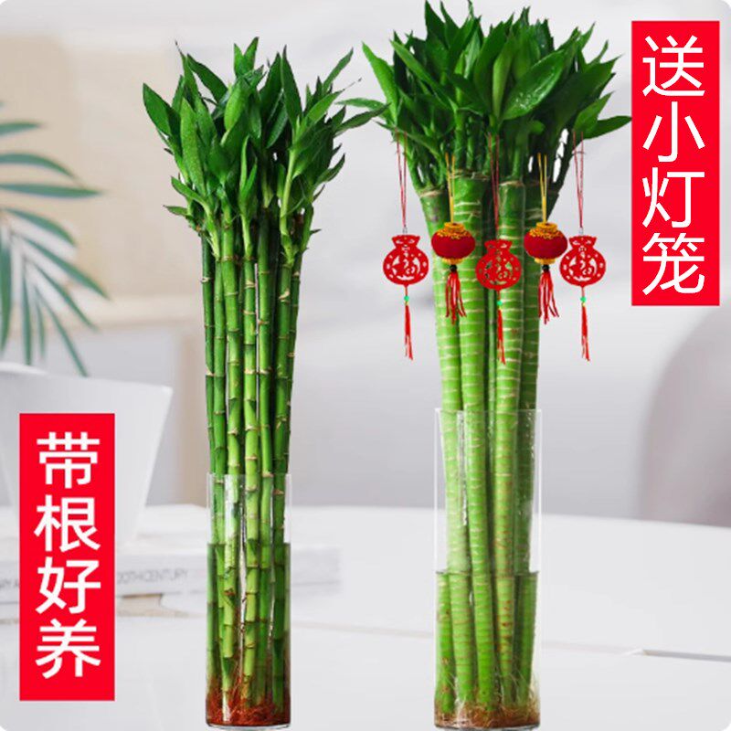 速发文昌养厅竹4支带根水竹富贵转运竹节节高水培植物室内客龙植