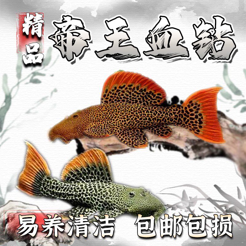 速发L60南血钻稀有异型鱼0美热带具观赏鱼淡水除藻工鱼鱼清道夫
