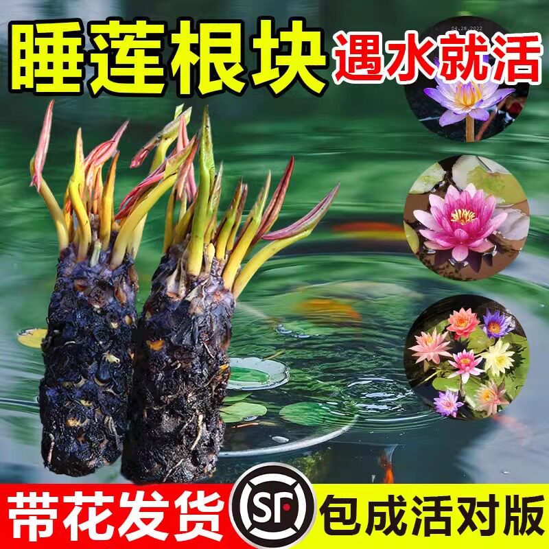速发花莲水培植物四季水养睡荷水莲花盆栽花卉水池塘大睡莲根块带