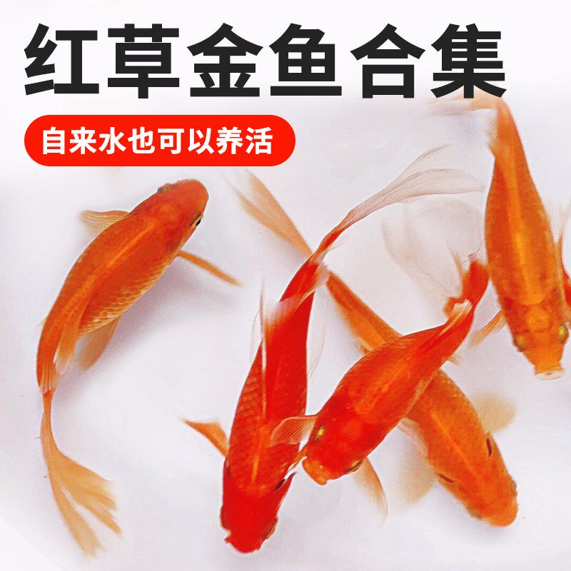 速发草观赏鱼小型好养耐活冷水鱼苗寿锦鲤活鱼兰红草淡金水鱼