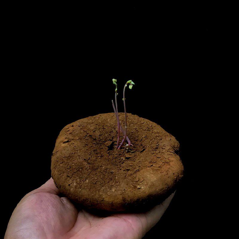 速发观阴植物泰国圆叶山乌龟办公室室内金叶换植物耐养喜不植物盆