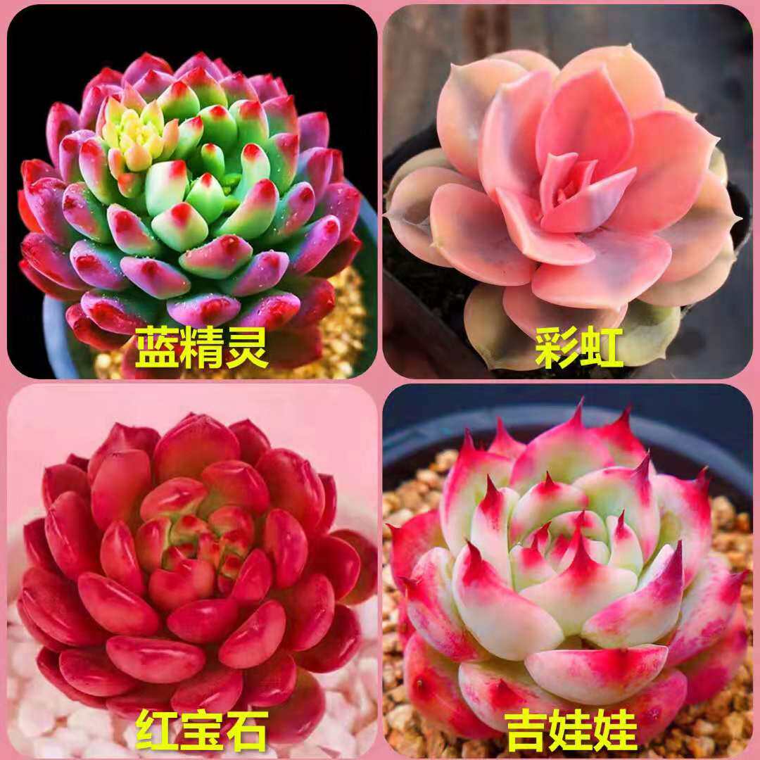 速发精品多肉大物组合盆栽大肉好养植盆肉颗植物稀有品种室内花卉