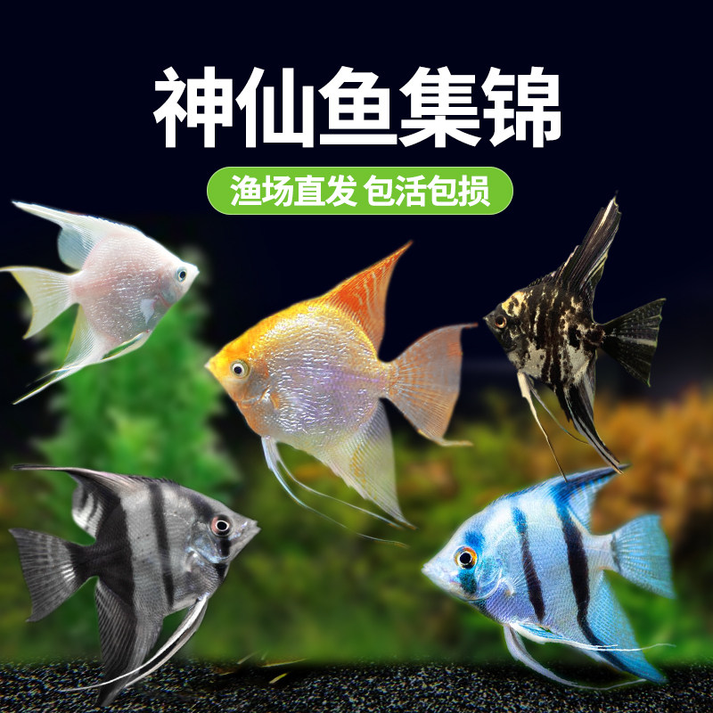 速发好燕淡水小苗鱼鱼型观赏鱼七彩神仙鱼热带大型养鱼秘鲁埃及小