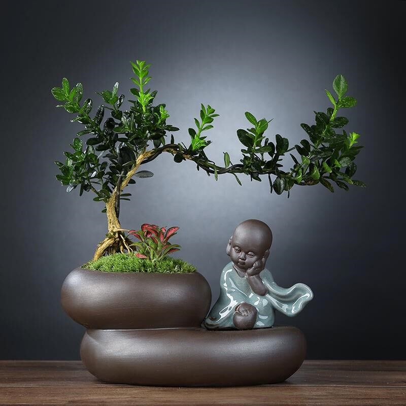 速发黄杨盆易植物室内好养栽活文竹盆景绿小客厅花卉四季常禅意植
