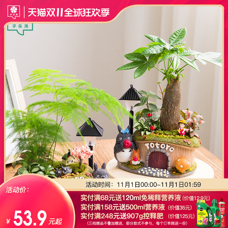 速发发财树盆栽微盆景文竹植物室内化净空气招财绿植四季常青小景