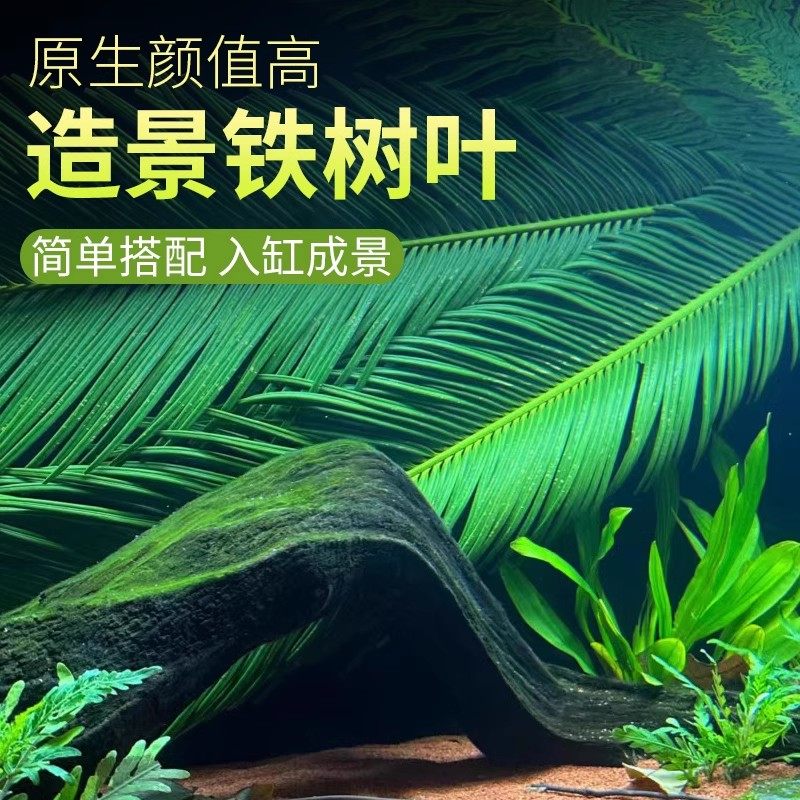 速发南美缸易生态造景铁树叶水族鱼缸简原装饰新鲜散尾叶子素材