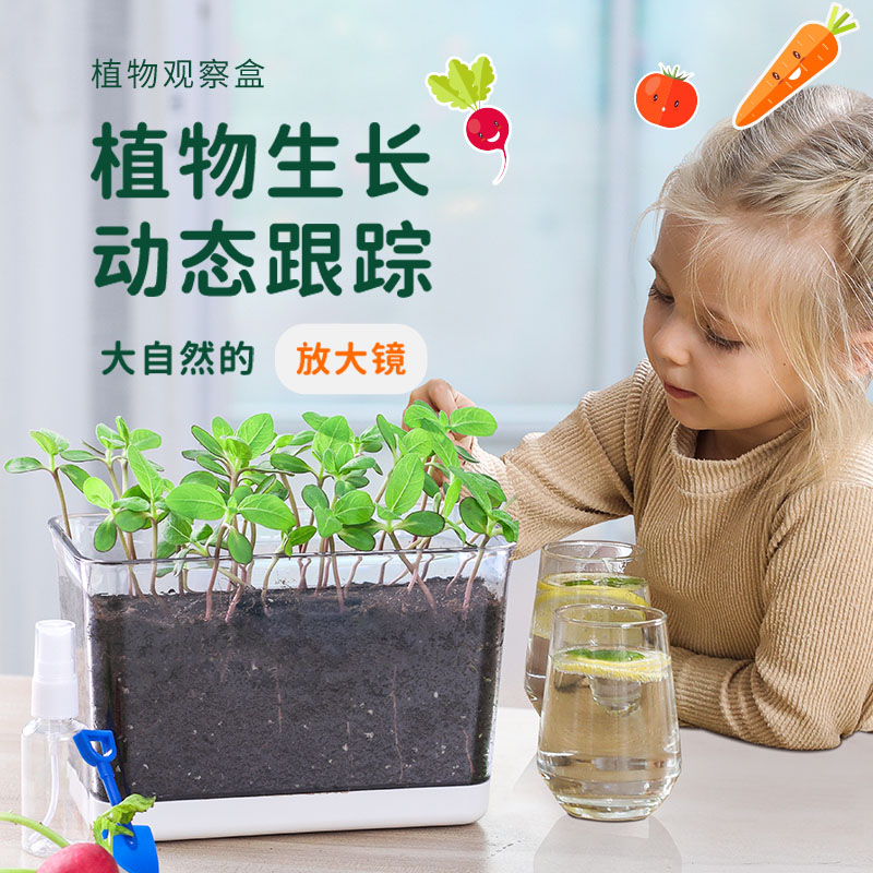 速发儿童种植小盆栽向日葵种孑草莓凤仙花种花实验植物太籽套装