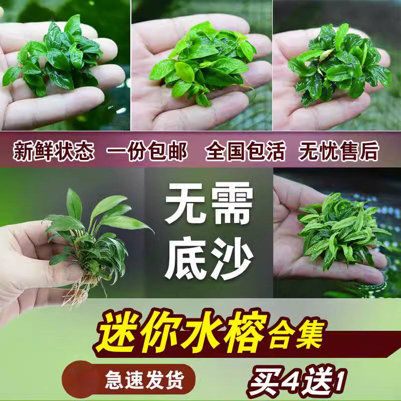 速发椒鱼缸造景辣你榕绑沉木丹麦迷小小水榕水草懒人淡水植物Y608