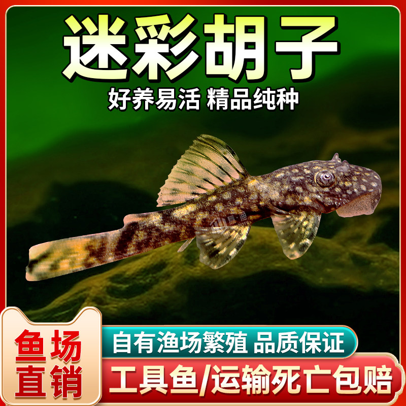 速发黑彩胡子清大凡迷胡子除藻鱼鱼道夫热带鱼观赏鱼缸除青苔大便