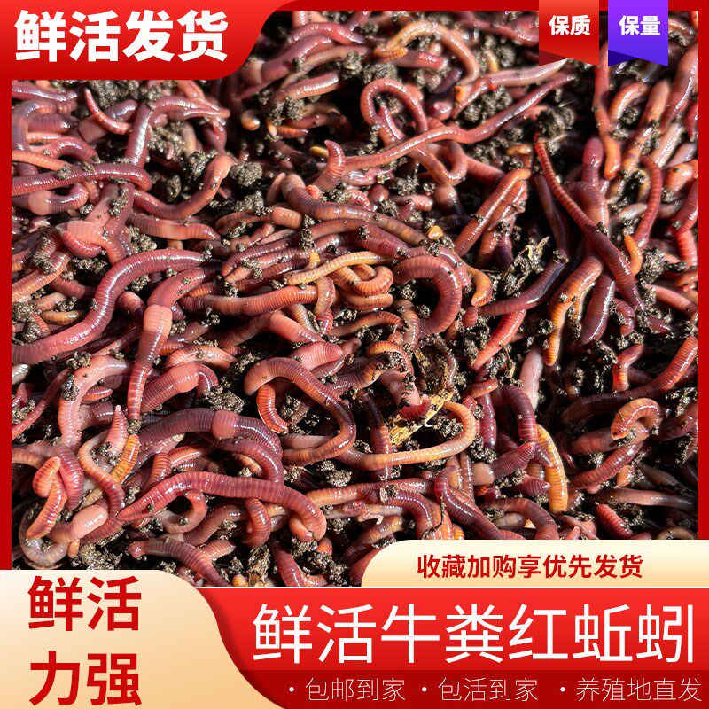 速发【川哥蚯蚓】 整装精品牛粪红蚯蚓 活饵鲜活 垂钓料斤实惠