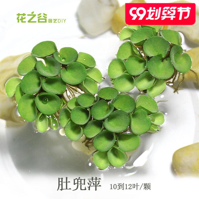 速发水生植物 浮萍肚兜萍净化水质 吸收鱼虾缸氨氮 水族鱼缸造景