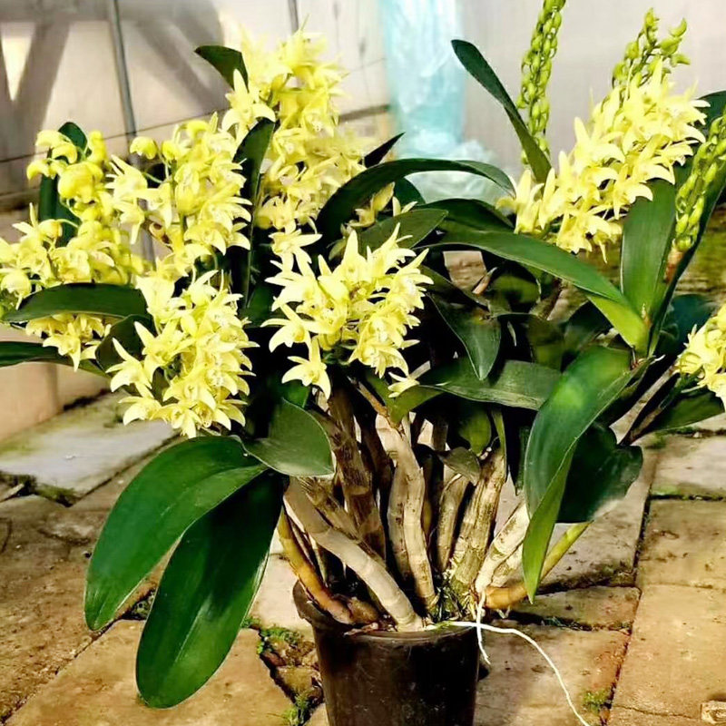 澳洲大明石斛进口名贵黄花大明石斛兰盆栽绿植室内外观赏移植