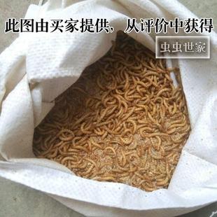 面包虫活虫种鸟食饲养散装盒虫干500饲料虫子鸟小号