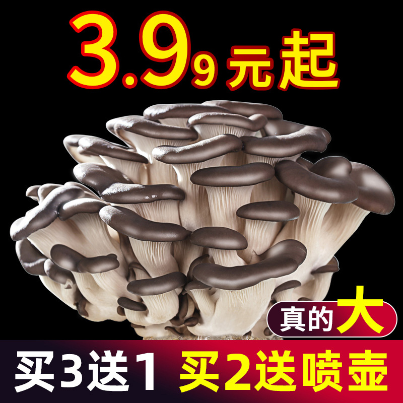 蘑菇菌包黑平菇菌种菌菇种植包香菇家种家庭食用盒子盆栽新鲜菌棒