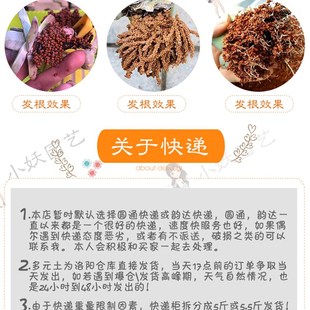 桃小妖球球土多元土活力土多肉种植铺面纯颗粒发根多元素营养拌土