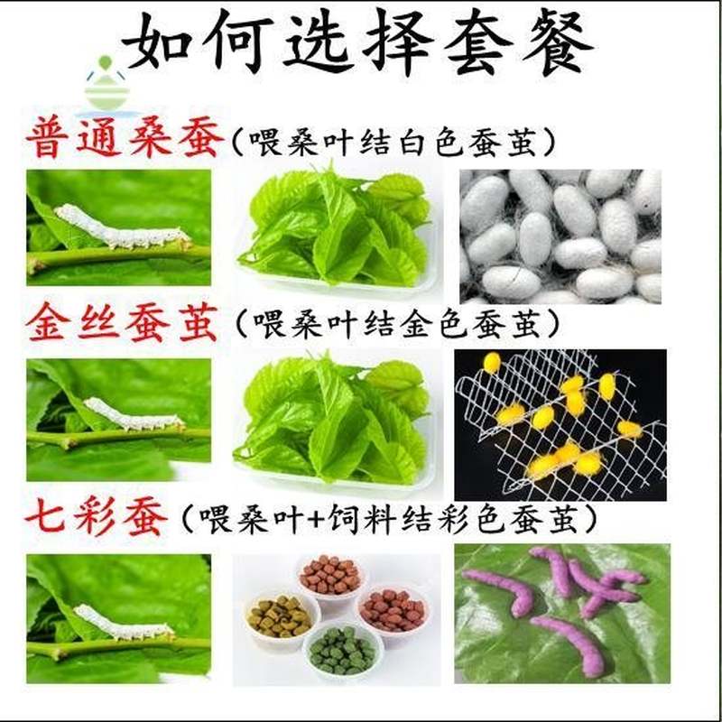 。/养蚕专用盒专用工具蚕宝宝的窝幼虫屋桑叶彩色卵吃小学生养育