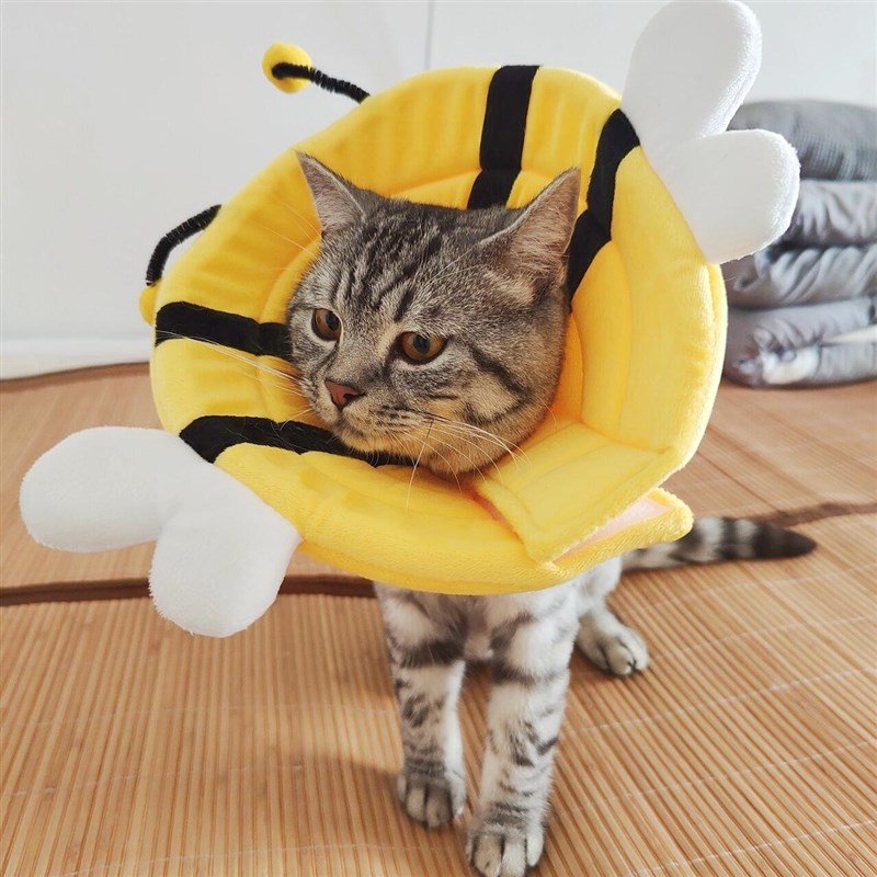 伊丽莎白圈猫咪狗项圈防舔咬除跳蚤英短颈脖圈绝育耻辱圈保护头套