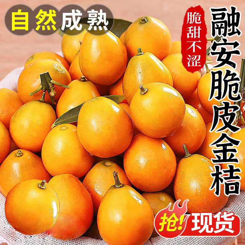 广西脆皮金桔新鲜水果当季融安小金桔现摘甜蜜金橘特产小金柑桔