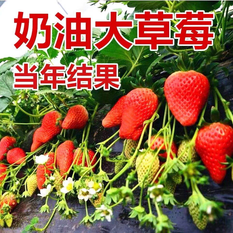 速发发兰盆栽水培花卉植物室内绿植吸甲醛好季绿萝四养吊财树