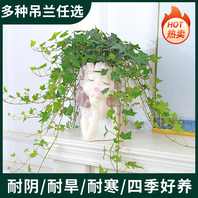 速发吊春藤盆栽藤蔓室内垂长兰长春藤植甲醛爬常青藤金边绿吸吸甲