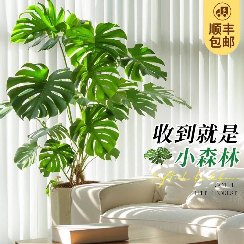 速发龟背竹客厅大室栽大叶绿植内盆落地大型植物丛生老桩大号禄植