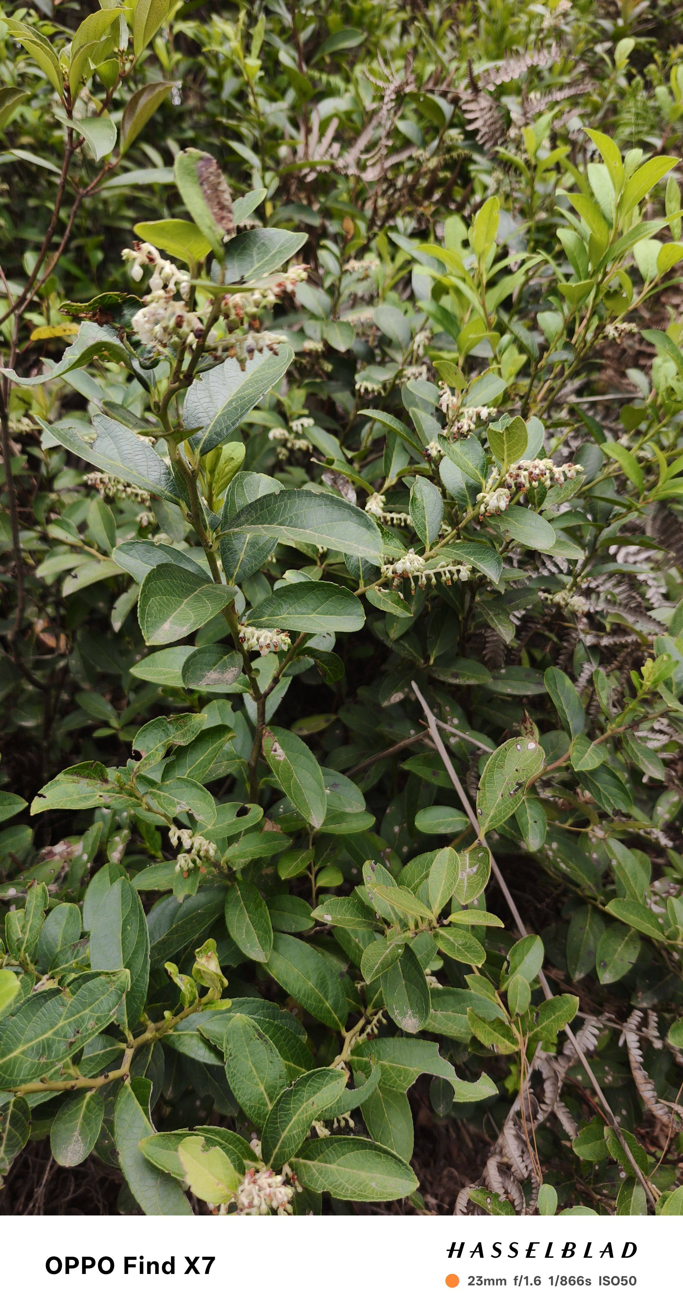 云南新鲜滇白珠 透骨香 大透骨草 满山香 药浴泡脚新鲜包邮500克