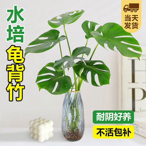 速发水培叶物龟背竹盆栽老桩净化空鸟气大植室内观叶绿植耐阴常青