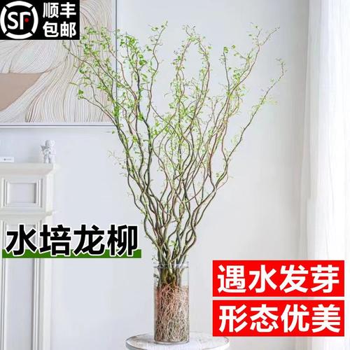 速发水培吊物叶柳鲜枝干枝插花客厅桌面四季好养水养遇长龙植钟植