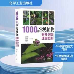 主编 1000种常见植物野外识别速查图鉴生物科学化学工业出版 于爱华 岳桂华 著 社杨辉霞