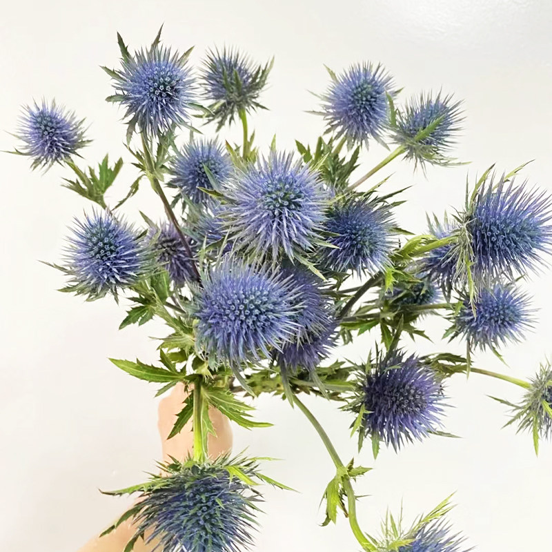 鲜花刺芹鲜花云南直发刺芫荽室内水培植物插花进口花材鲜切花花束